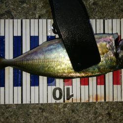 ボトム付近のアジング